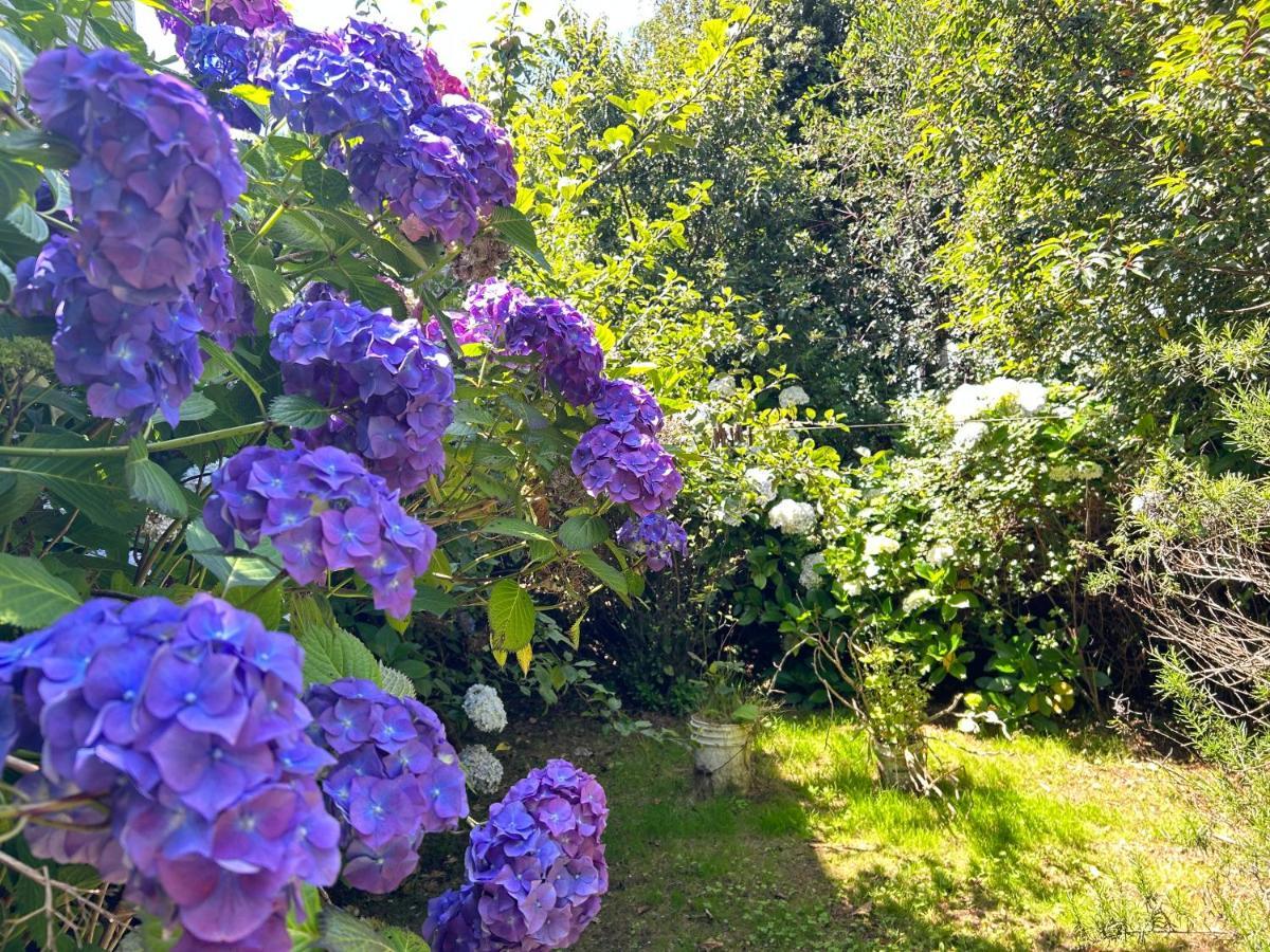 Purple Fox Hotell Ancud Exteriör bild